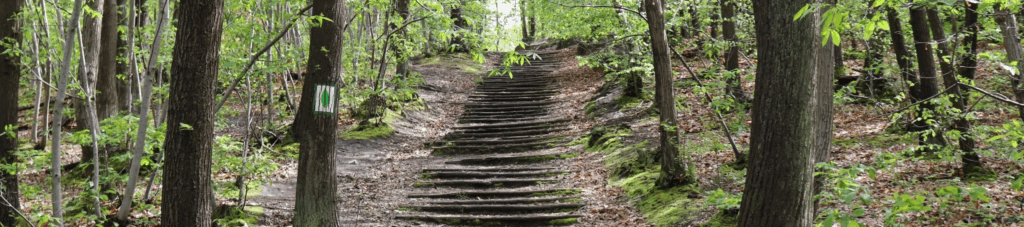 marche dans la foret