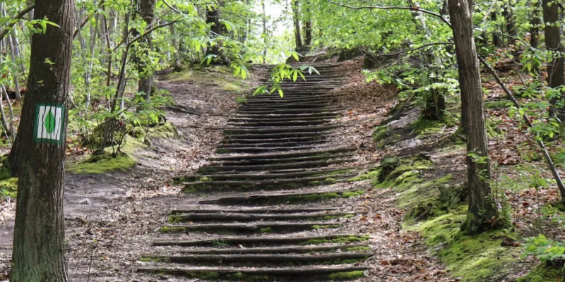 marche dans la foret